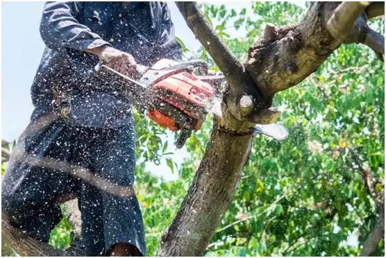 tree services Sudan